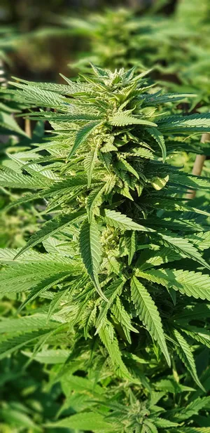 大麻，健康，治疗，药物，药物，石头，大麻，杂草