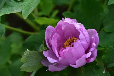 鲜花, 花, 植物, 春, 盛开, 自然, 紫色, 牡丹 鲜花, 花, 植物, 春, 盛开, 自然, 紫色, 牡丹