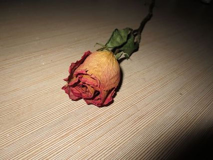 玫瑰，花朵，干燥，粉色，浪漫，礼物，浪漫，照明