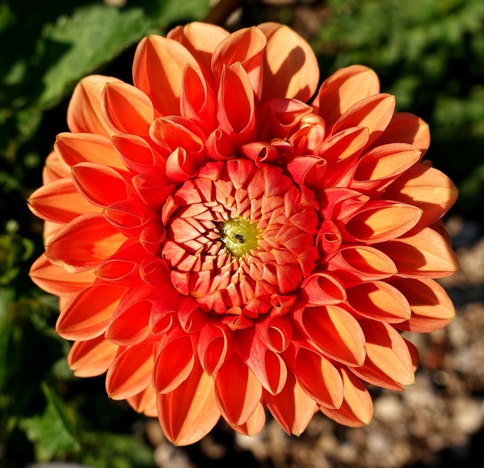 大丽花，植物，花朵，花朵，花朵，自然，花瓣，花园