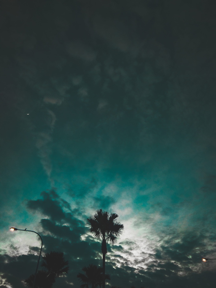 黄昏, 晚, 天空, 蓝色小时, 树, 孤独, 手机摄影, 小米