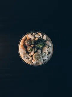 透明花瓶里的绿色仙人掌