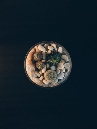 透明花瓶里的绿色仙人掌