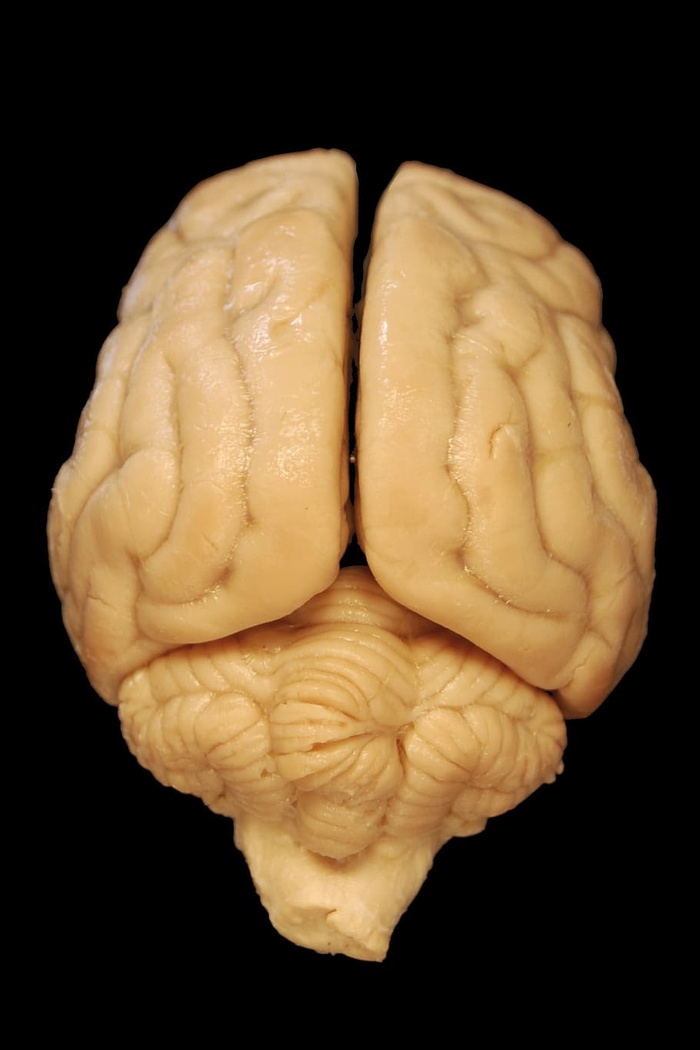 米色，大脑模型，黑色，表面，大脑，解剖学，狗，生物学