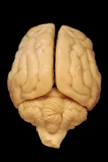 米色，大脑模型，黑色，表面，大脑，解剖学，狗，生物学