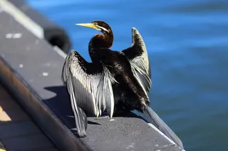 伊丽莎白码头，珀斯，华盛顿州，动物主题，动物野生动物，动物，鸟类，野生动物