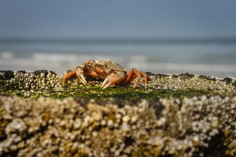 海滩蟹,海蟹,巨蟹,海滩,海藻,藤壶,贻贝 海滩蟹,海蟹,巨蟹,海滩,海藻,藤壶,贻贝