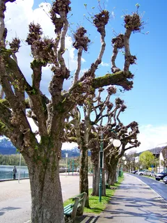 promenade，promo，奥地利，植物，树木，天空，自然，生长