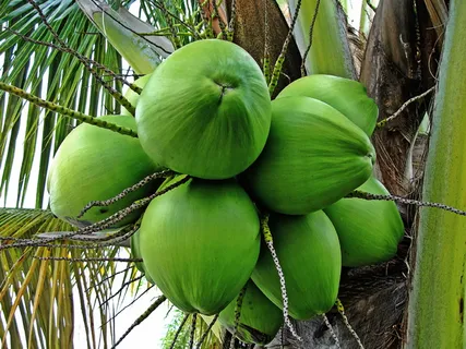 椰子,椰子树,绿椰子,热带植物,水果,食品,食品和饮料,绿色 椰子,椰子树,绿椰子,热带植物,水果,食品,食品和饮料,绿色