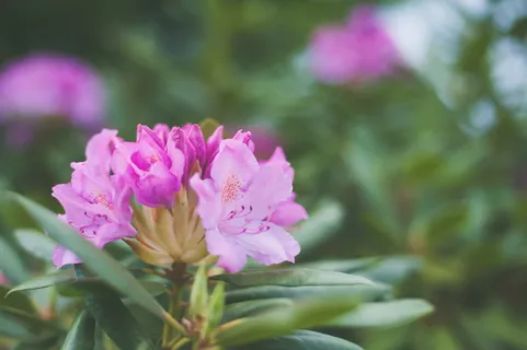 粉红色花瓣的浅聚焦摄影 粉红色花瓣的浅聚焦摄影