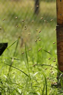 蜜蜂，蜂巢，苍蝇，蜜蜂，蜂蜜，昆虫，养蜂，努力工作