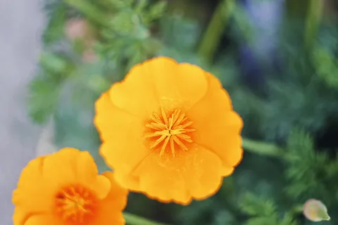 开花植物, 新鲜, 植物, 花, 橙色, 自然之美, 脆弱, 花序