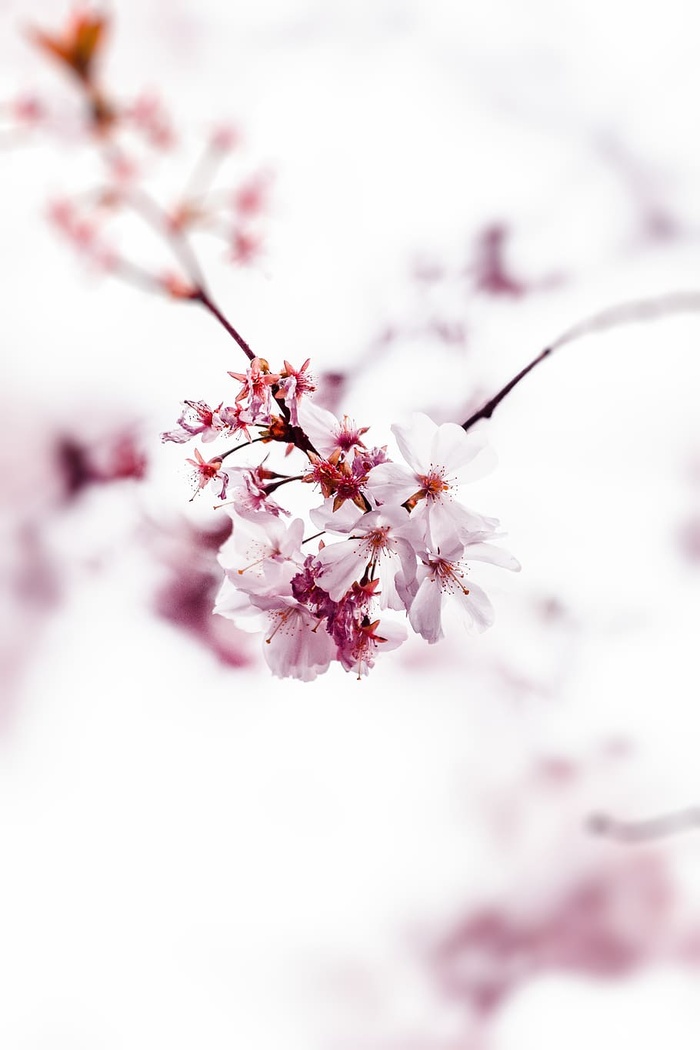 樱花选择性聚焦照片