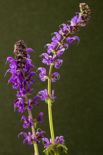 开花,开花,花园鼠尾草,鼠尾草,花园香料植物,自然,花,紫色 开花,开花,花园鼠尾草,鼠尾草,花园香料植物,自然,花,紫色