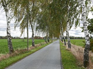 birch avenue，frühherbst，Dirty track，agriculture，bauerschaft，covered，Wind，fields