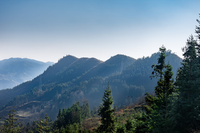 贵州，高山上，山坡上，高原上，云贵高原上，紫马乡，柳叶冷杉，雾霾