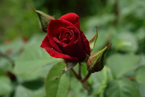 罗莎,紫色,爱,花,红色,自然,生长,花瓣 罗莎,紫色,爱,花,红色,自然,生长,花瓣