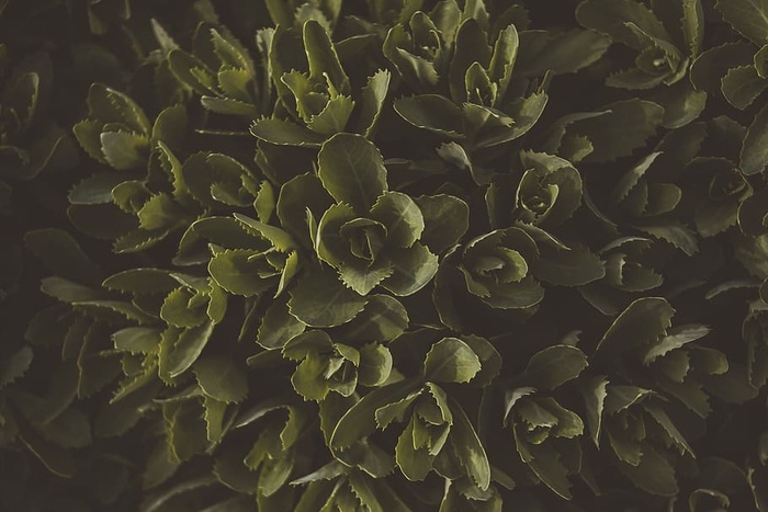 绿叶植物