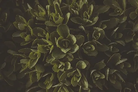 绿叶植物 绿叶植物