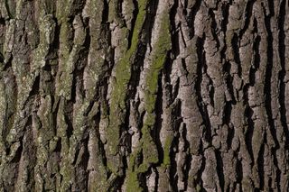 特写，照片，树皮，树，橡树，老橡树，韧皮，脱落树皮