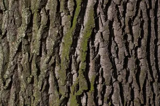 特写，照片，树皮，树，橡树，老橡树，韧皮，脱落树皮