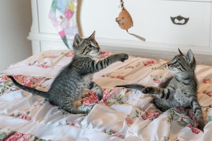 花被上的斑猫