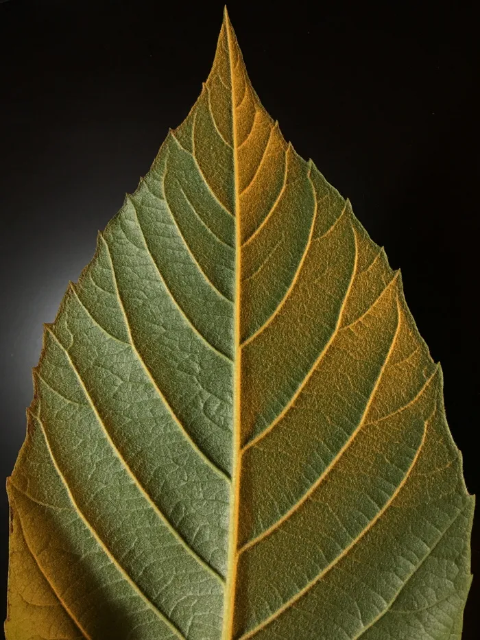 叶子，棱纹，绿色，自然，棱纹，种植园，叶子，植物