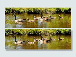 加拿大鹅，家庭，鹅，初夏，幼，湖，水，自然