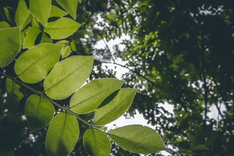 绿叶树特写照片 绿叶树特写照片