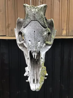 俄罗斯,托尔马乔沃,动物头骨,动物身体部位,骨头,无人,特写 俄罗斯,托尔马乔沃,动物头骨,动物身体部位,骨头,无人,特写
