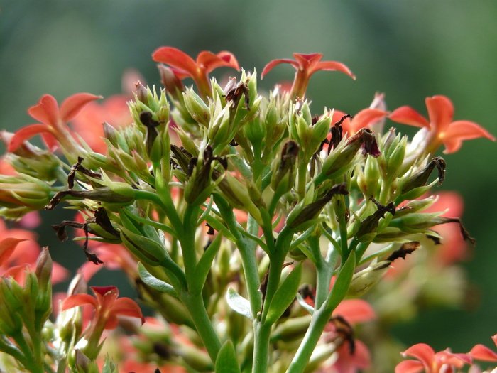 火焰käthchen，花，花，红色，植物，kalanchoe blossfeldiana，叶子，绿色