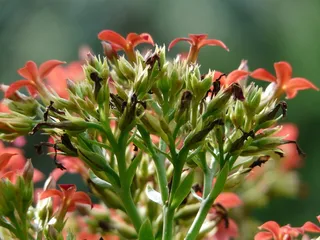 火焰käthchen，花，花，红色，植物，kalanchoe blossfeldiana，叶子，绿色