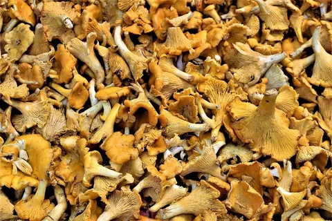 蘑菇,香菇,真菌,自然,秋天蘑菇,秋天,森林,森林黄金 蘑菇,香菇,真菌,自然,秋天蘑菇,秋天,森林,森林黄金