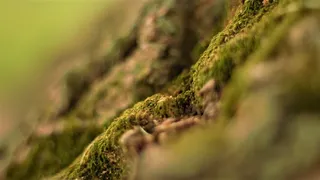 美国，卡尔弗，卡尔弗学院，微生物，真菌，焦点，颜色，绿色