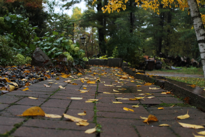 植物，树，叶子，植物部分，秋天，方向，前进的道路，人行道
