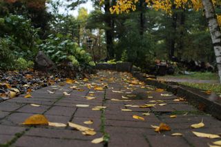 植物，树，叶子，植物部分，秋天，方向，前进的道路，人行道
