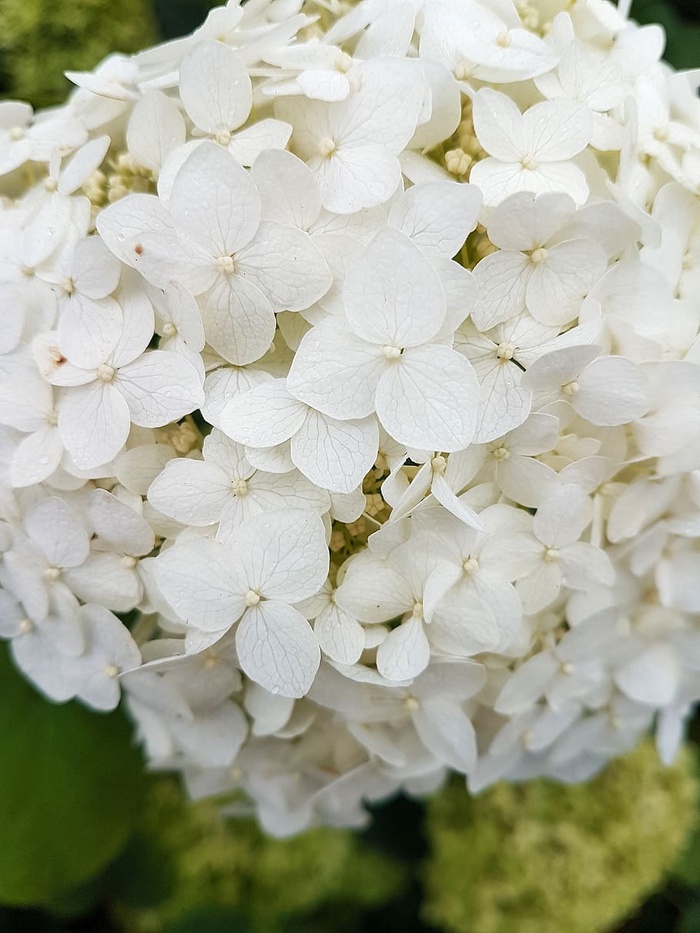 开花、颜色、植物学、花束、明亮、花蕾、白天、绿色