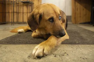 阿拉斯加，鹰平原，家，森林，温暖，狗，异种铬，可爱