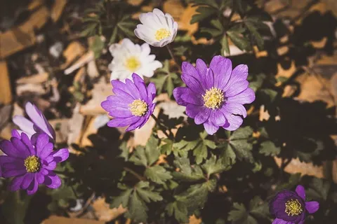 银莲花,花园,花,紫色,紫色,白色,关闭,花 银莲花,花园,花,紫色,紫色,白色,关闭,花