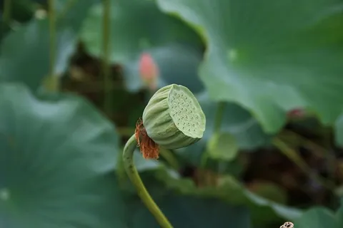 莲子,植物,莲花,荷叶,睡莲,种子,绿色,植物 莲子,植物,莲花,荷叶,睡莲,种子,绿色,植物
