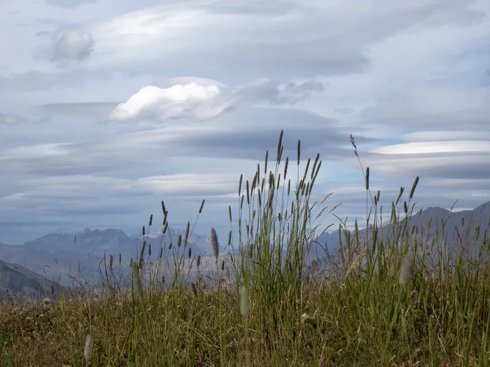 山景，疯狂的草药，南阿尔卑斯山，藤壶，自然，草，风景，夏天