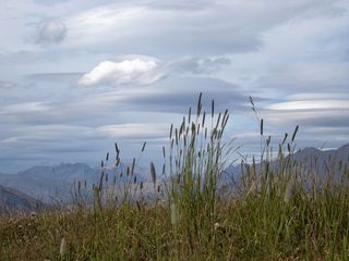 山景，疯狂的草药，南阿尔卑斯山，藤壶，自然，草，风景，夏天