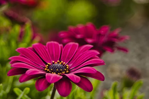 自然、花、植物、花园、花瓣、柱头、手写笔、紫色 自然、花、植物、花园、花瓣、柱头、手写笔、紫色