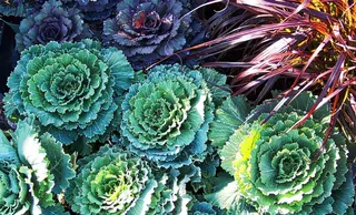 绿色，生长，自然，高视角，无人，全框架，自然之美，植物