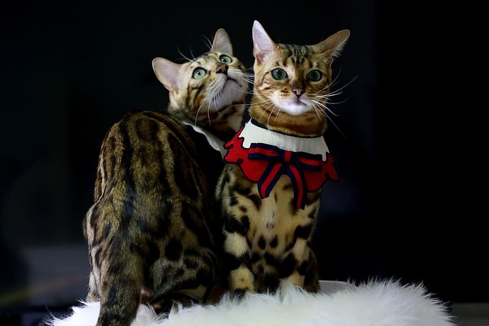 猫，孟加拉猫，小猫，动物，孟加拉，宠物，猫的照片，混合微妙