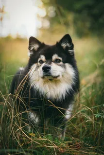 站在高草上的黑白芬兰拉普芬犬 站在高草上的黑白芬兰拉普芬犬