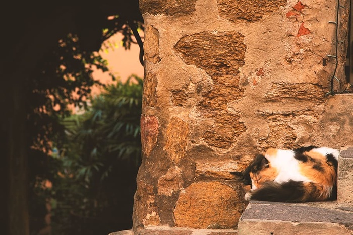 猫，毛茸茸的，小猫，可爱，可爱，地中海，毛皮，毛茸茸的