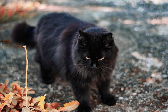 立陶宛，考纳斯，万圣节，邪恶，幽灵，黑色，秋天，动物