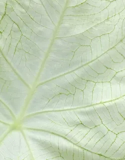 美国，夏洛特，绿色，植物，森林，叶子，绿色植物，自然