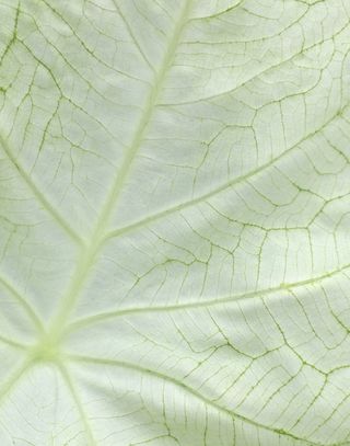 美国，夏洛特，绿色，植物，森林，叶子，绿色植物，自然